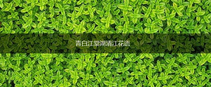 青白江棠湖清江花语,第1张