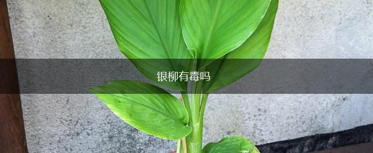 银柳有毒吗,第1张