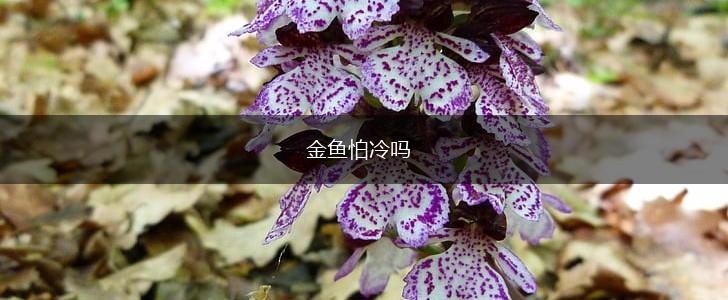 金鱼怕冷吗,第1张