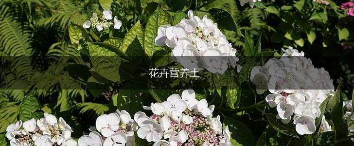 花卉营养土,第1张