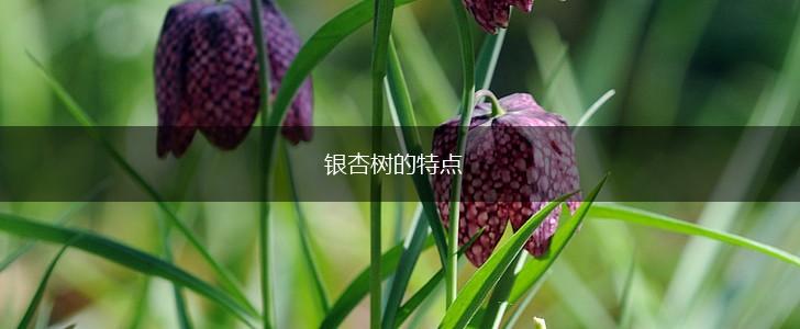 银杏树的特点,第1张