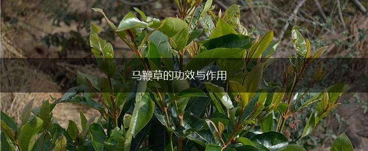 马鞭草的功效与作用,第1张