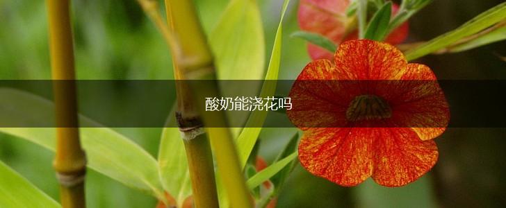 酸奶能浇花吗,第1张