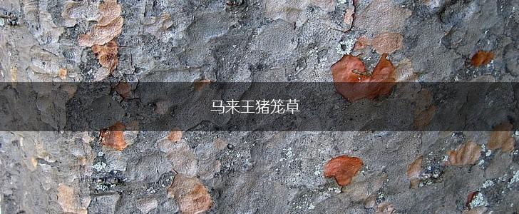 马来王猪笼草,第1张