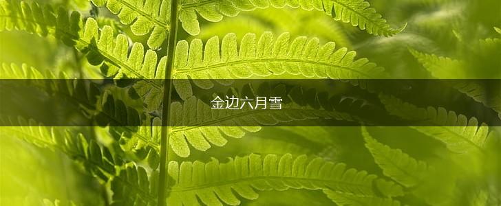 金边六月雪,第1张