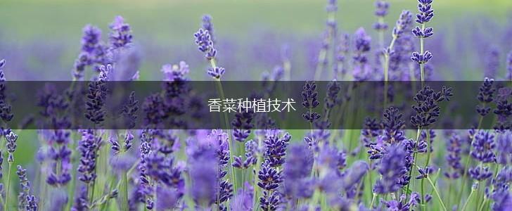 香菜种植技术,第1张