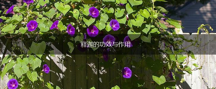 释迦的功效与作用,第1张