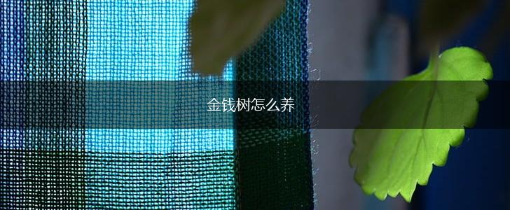金钱树怎么养,第1张