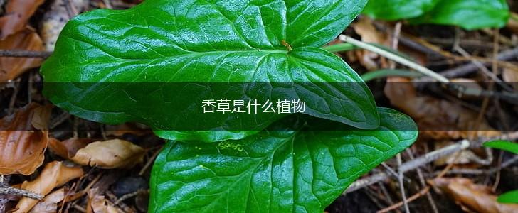 香草是什么植物,第1张