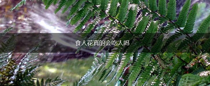 食人花真的会吃人吗,第1张