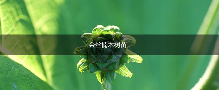 金丝楠木树苗,第1张