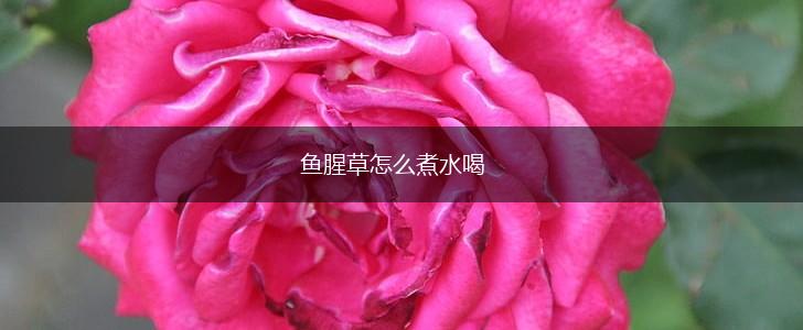 鱼腥草怎么煮水喝,第1张