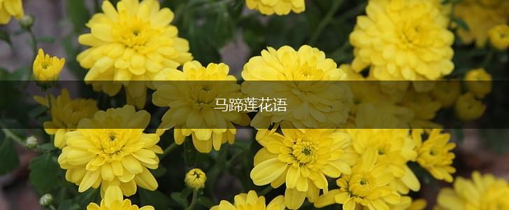 马蹄莲花语,第1张