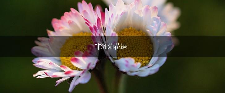 非洲菊花语,第1张