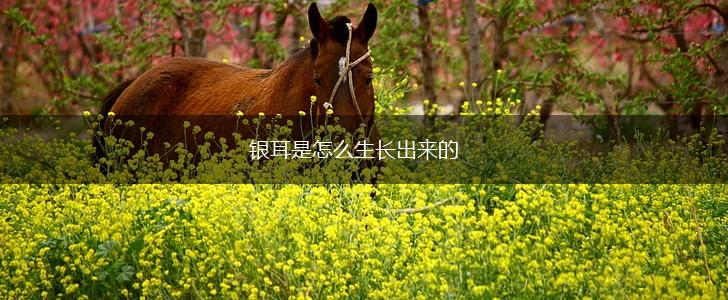 银耳是怎么生长出来的,第1张