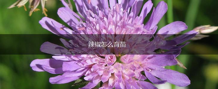 辣椒怎么育苗,第1张