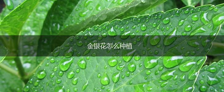 金银花怎么种植,第1张