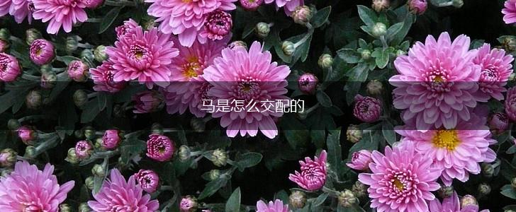 马是怎么交配的,第1张