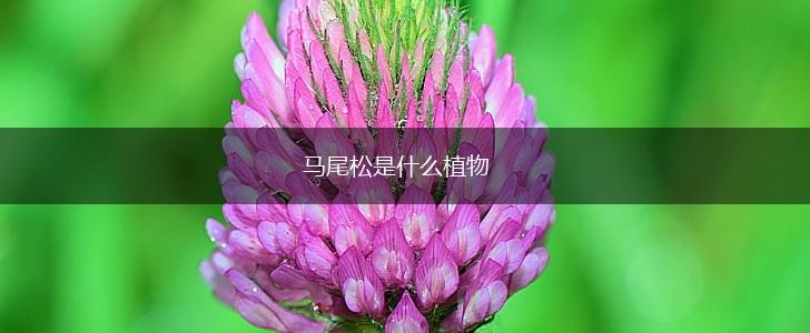 马尾松是什么植物,第1张