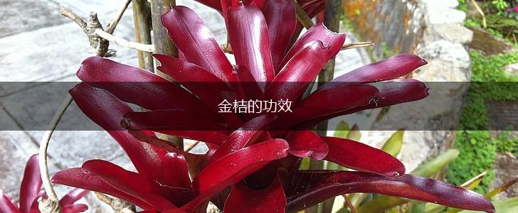 金桔的功效,第1张