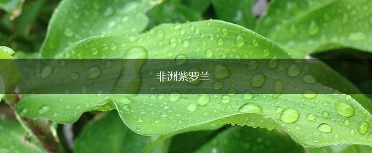 非洲紫罗兰,第1张