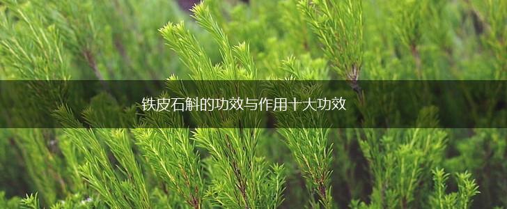 铁皮石斛的功效与作用十大功效,第1张