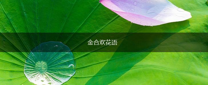金合欢花语,第1张