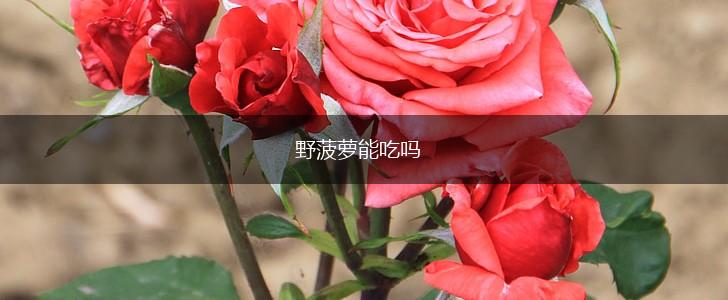 野菠萝能吃吗,第1张