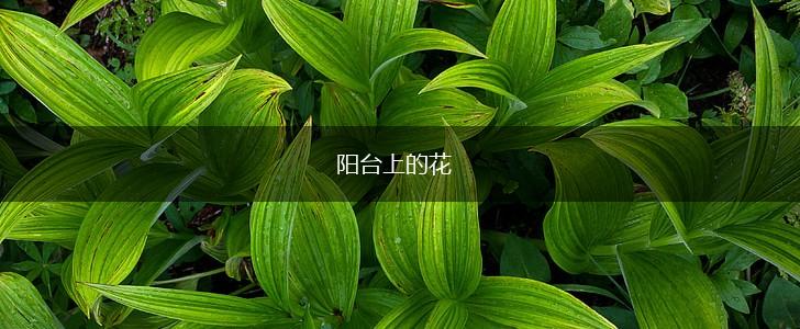 阳台上的花,第1张