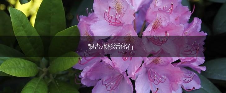 银杏水杉活化石,第1张