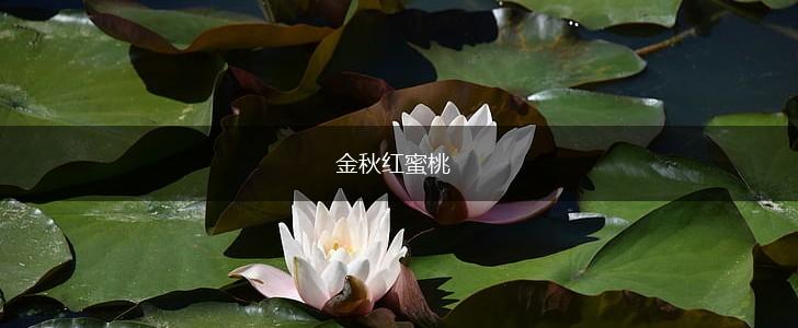 金秋红蜜桃,第1张 金秋红蜜桃,第1张