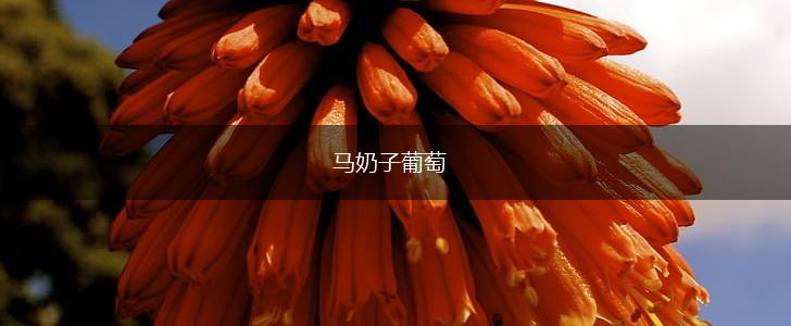 马奶子葡萄,第1张