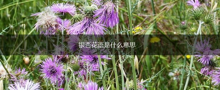 银杏花语是什么意思,第1张