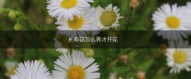长寿花怎么养才开花,第1张