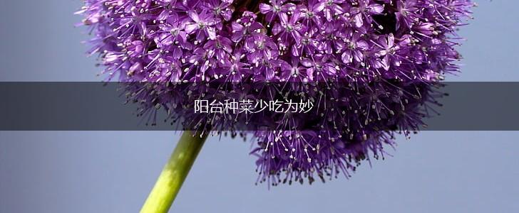 阳台种菜少吃为妙,第1张