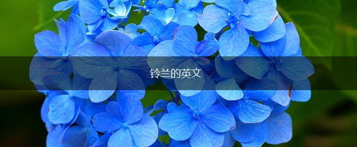 铃兰的英文,第1张