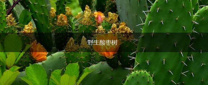 野生酸枣树,第1张