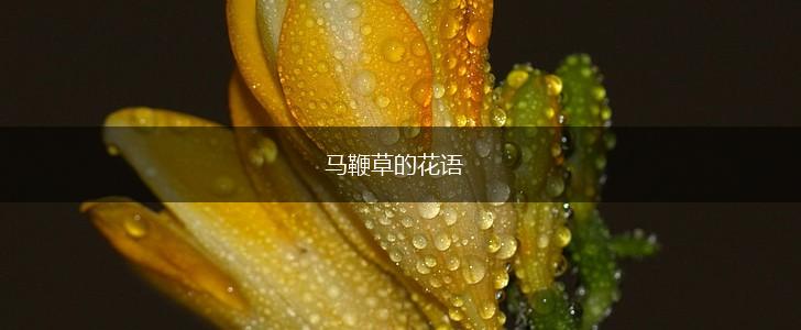 马鞭草的花语,第1张
