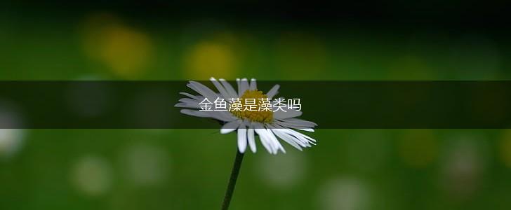 金鱼藻是藻类吗,第1张