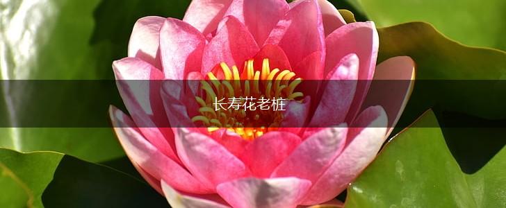 长寿花老桩,第1张