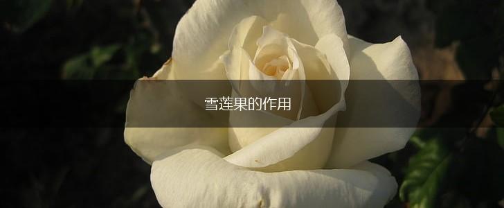 雪莲果的作用,第1张