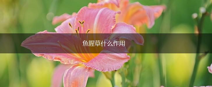 鱼腥草什么作用,第1张