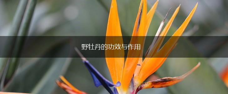 野牡丹的功效与作用,第1张 野牡丹的功效与作用,第1张