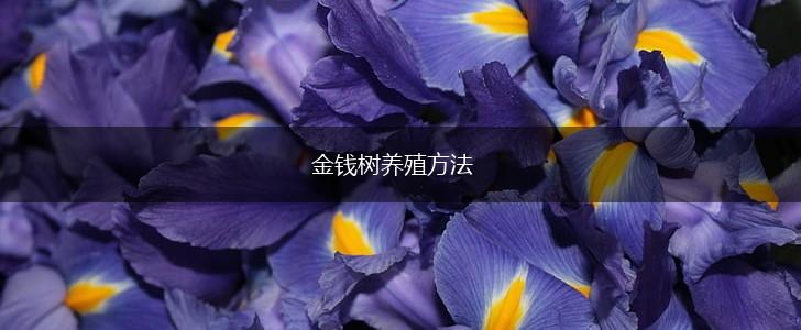 金钱树养殖方法,第1张