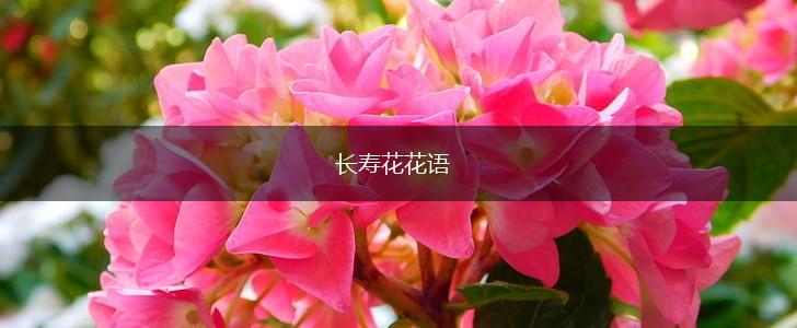 长寿花花语,第1张