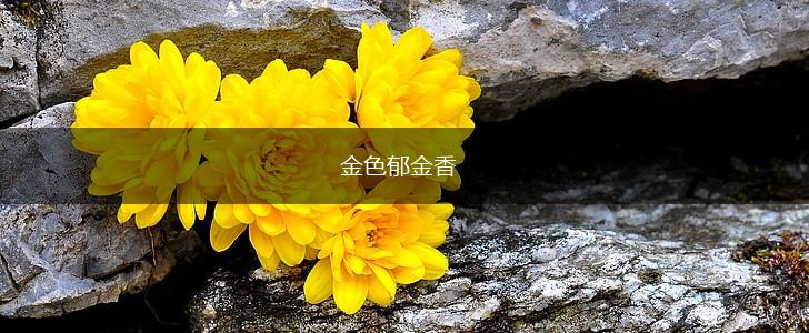 金色郁金香,第1张