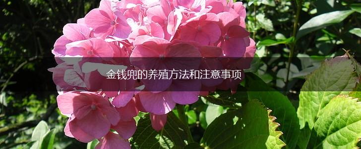金钱兜的养殖方法和注意事项,第1张