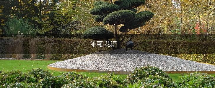 雏菊 花语,第1张