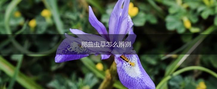 那曲虫草怎么辨别,第1张