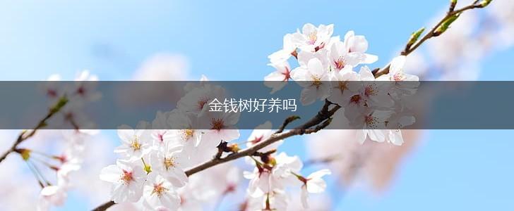 金钱树好养吗,第1张